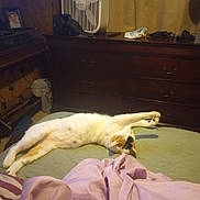 Lilly joined the competition — help win amazing prizes! cat, calico_cat, bed, blanket, furniture, fan, dresser, curtain, indoor, pet, resting, stretching, cozy, wood, purple, green, relaxed, sleeping, domestic, quiet