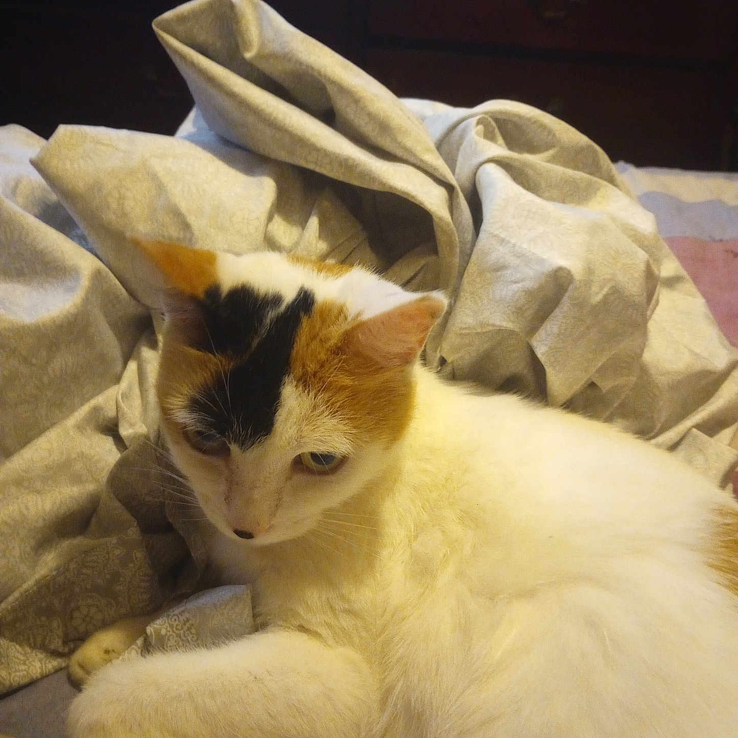Lilly