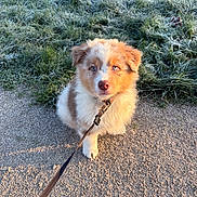 Baki a rejoint le concours — aidez-le/la à gagner de superbes lots ! adorable, animal, blue_eyes, cute, dog, frost, fur, grass, ground, leash, morning, nature, outdoor, path, pet, puppy, small_dog, sunlight, walking, young