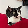 cat, tuxedo_cat, black_and_white, pet, indoor, red_surface, alert, feline, whiskers, ears, fur, domestic_animal, animal, cute, portrait, resting, household, background, soft_light, curious