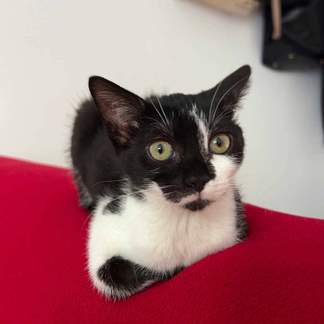 Sarada participe au concours pour gagner de l'argent avec cette photo : cat, tuxedo_cat, black_and_white, pet, indoor, red_surface, alert, feline, whiskers, ears, fur, domestic_animal, animal, cute, portrait, resting, household, background, soft_light, curious