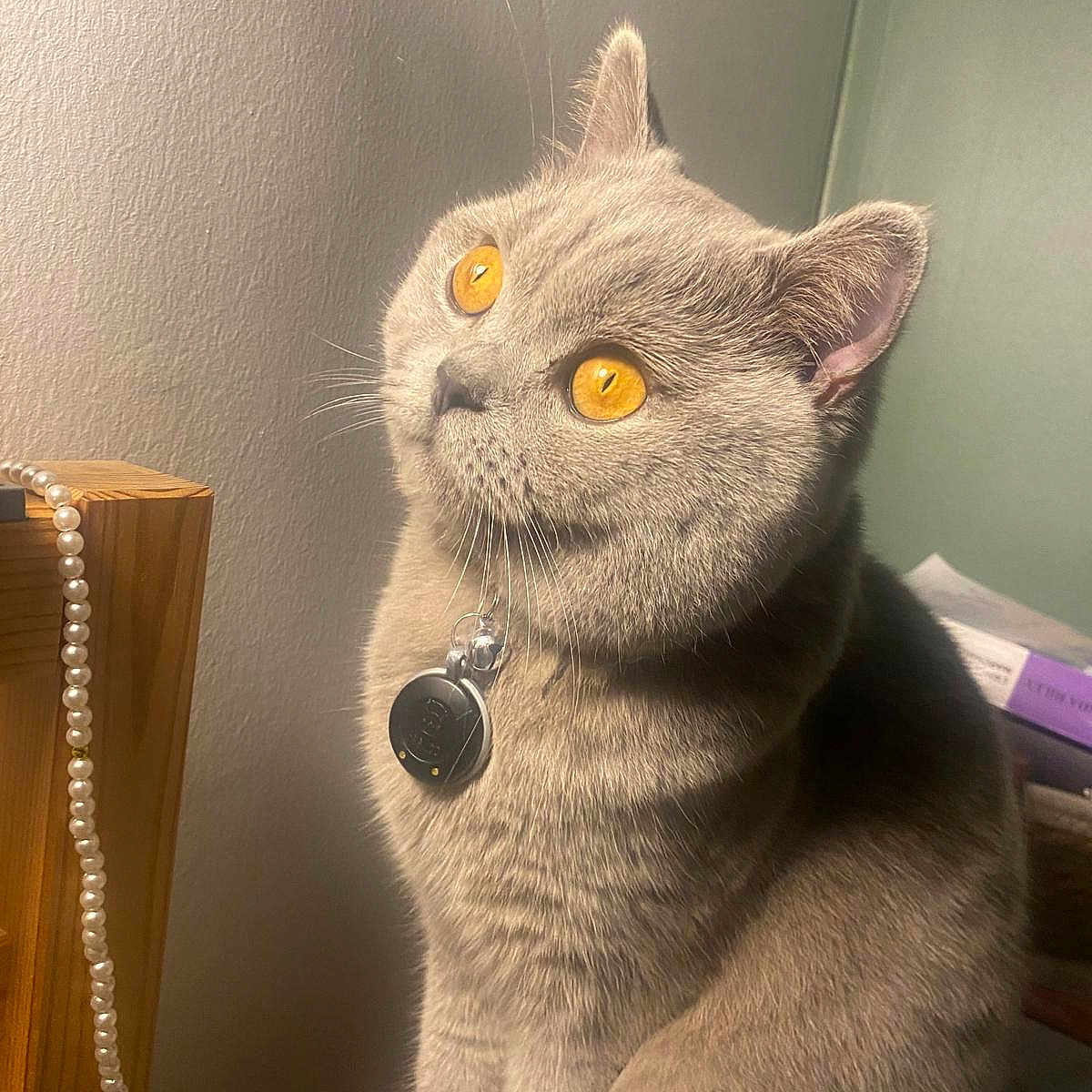 Népal participe au concours pour gagner de l'argent avec cette photo : animal, cat, close_up, cozy, curious, cute, domestic_animal, feline, fur, golden_eyes, gray_cat, indoor, necklace, pearl_necklace, pet, portrait, sitting, soft_light, whiskers, wooden_furniture