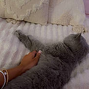 Népal a rejoint le concours — aidez-le/la à gagner de superbes lots ! cat, gray_cat, hand, bracelets, pillows, blanket, bed, texture, soft, cozy, indoor, resting, feline, pet, fur, comfort, relaxation, home, sleeping, stretching