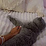 cat, gray_cat, hand, bracelets, pillows, blanket, bed, texture, soft, cozy, indoor, resting, feline, pet, fur, comfort, relaxation, home, sleeping, stretching