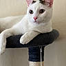 Ringo is registered to the contest to win money with this photo: animal, cat, closeup, curious, cute, domestic_animal, ears, feline, fur, indoor, mammal, perch, pet, pink_nose, portrait, relaxed, resting, soft_light, whiskers, white_cat
