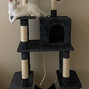 Ringo joined the competition — help win amazing prizes! animal, beige_wall, black, carpet, cat, cat_tree, domestic_cat, feline, furniture, hammock, home, indoor, lounging, pet, relaxed, resting, scratching_post, toy_ball, vertical_structure, white_cat