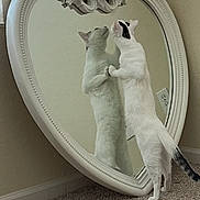 Ringo joined the competition — help win amazing prizes! cat, mirror, reflection, heart_shaped_mirror, carpet, beige_wall, curious, standing, indoor, pet, animal, feline, white_cat, decorative_mirror, floor, home_interior, quiet, looking, hind_legs, ornate