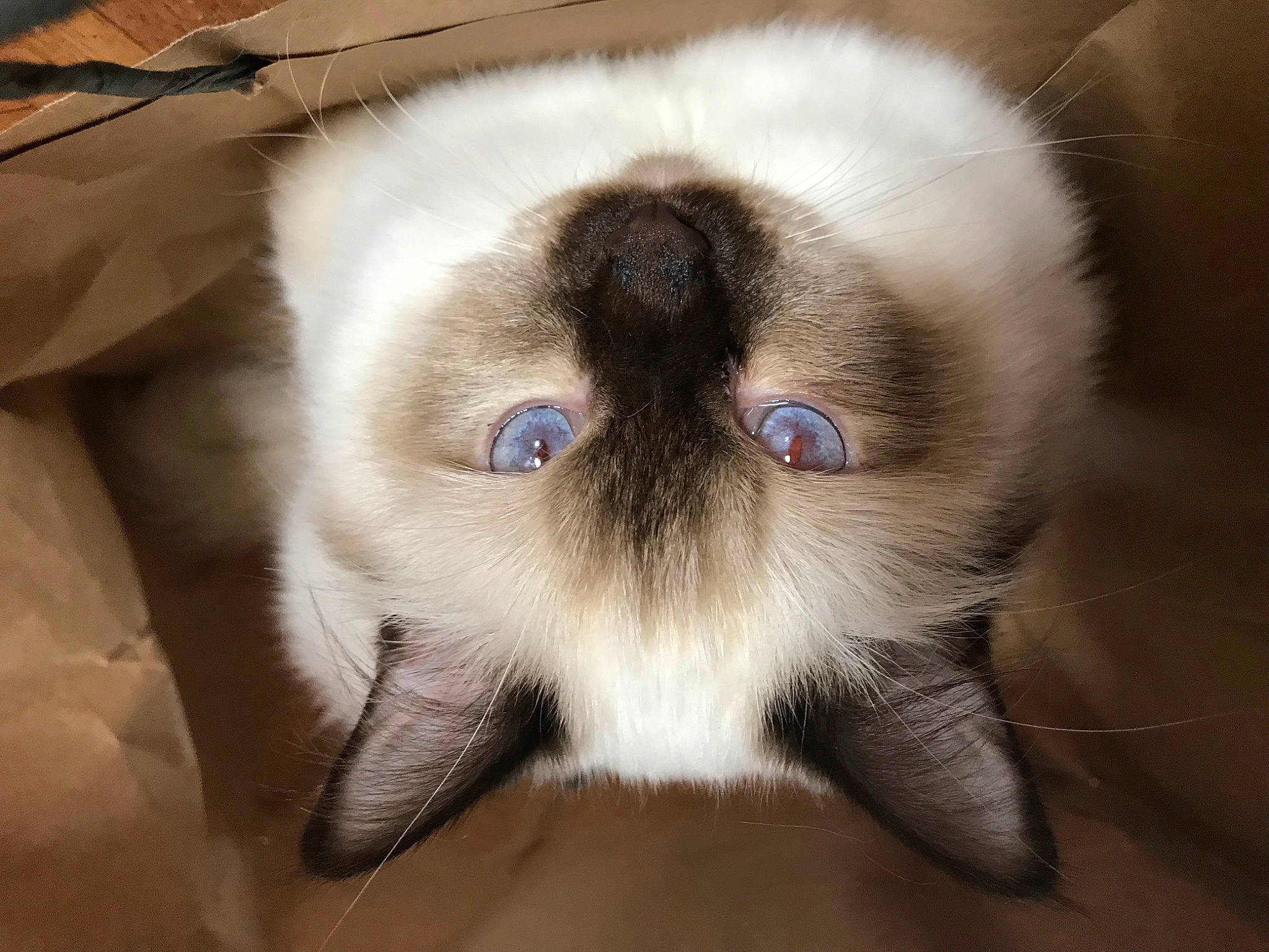 Timothée participe au concours pour gagner de l'argent avec cette photo : carnivore, cat, ear, fawn, felidae, fur, ragdoll, siamese, small_to_medium_sized_cats, terrestrial_animal, whiskers