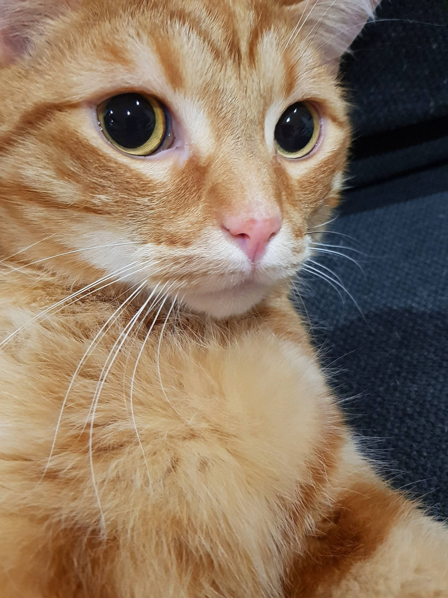 Saël participe au concours pour gagner de l'argent avec cette photo : carnivore, cat, close_up, domestic_short_haired_cat, ear, eye, eyelash, fawn, felidae, fur, hair, head, iris, nose, paw, pet_supply, small_to_medium_sized_cats, snout, whiskers, window