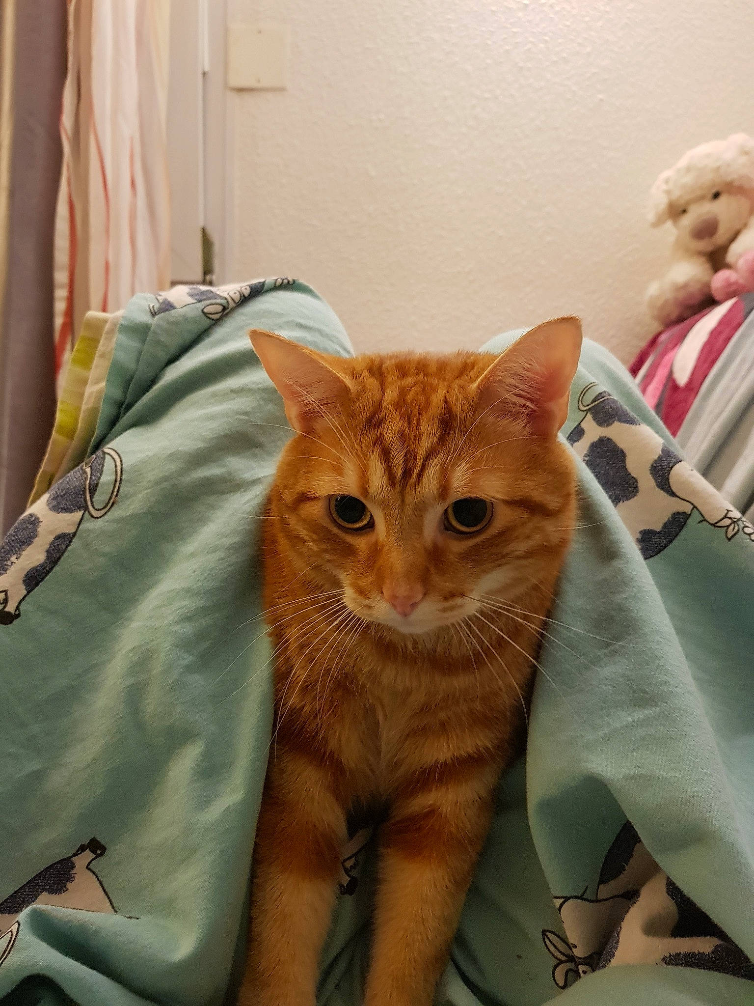 Saël participe au concours pour gagner de l'argent avec cette photo : carnivore, cat, claw, comfort, curtain, domestic_short_haired_cat, fawn, felidae, formal_wear, fur, gesture, linens, sitting, sleeve, small_to_medium_sized_cats, snout, tail, terrestrial_animal, tie, whiskers