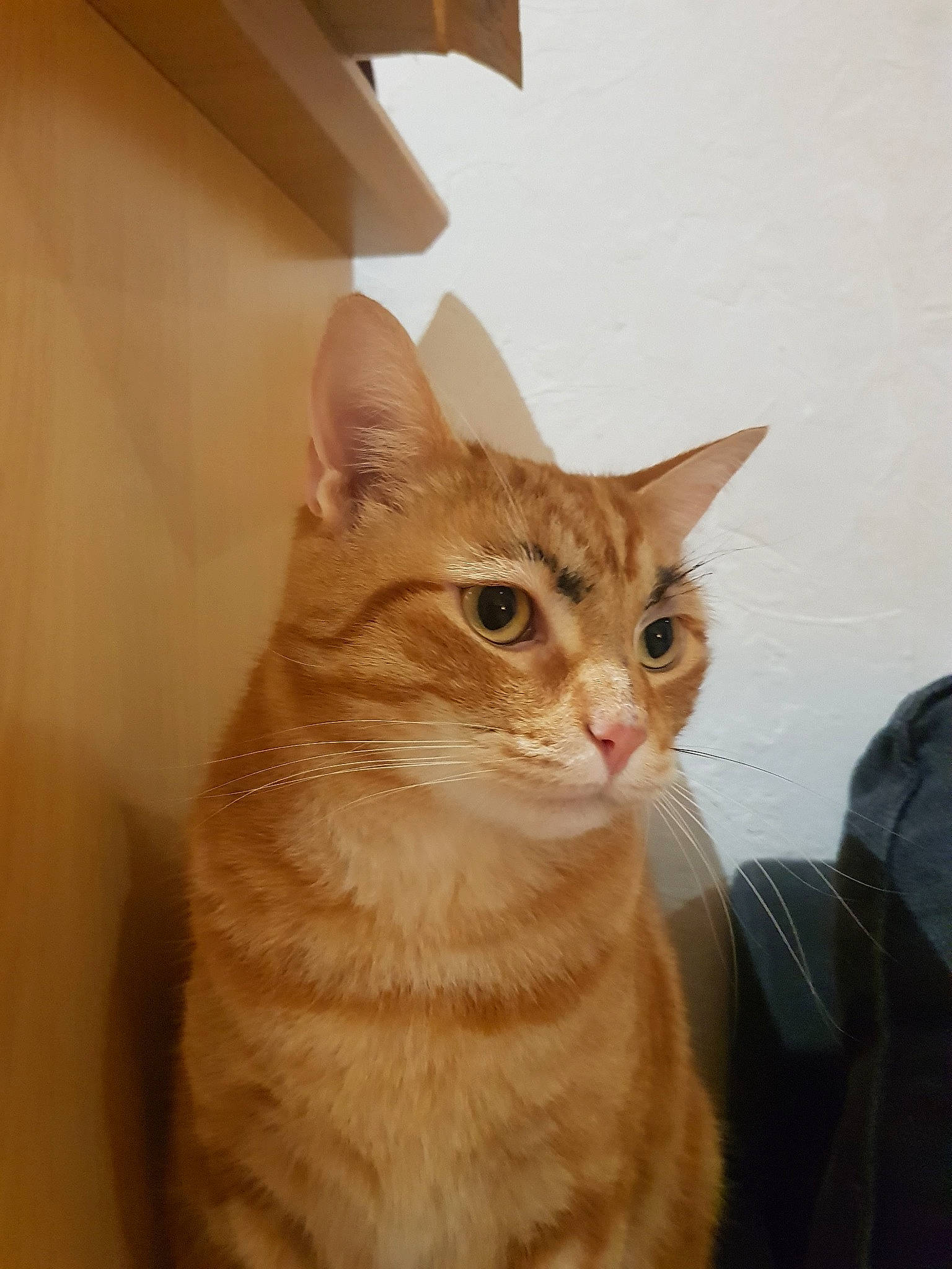 Saël participe au concours pour gagner de l'argent avec cette photo : carnivore, cat, domestic_short_haired_cat, door, eye, fawn, felidae, fur, hardwood, head, human_body, paw, peach, small_to_medium_sized_cats, snout, tail, whiskers, window, wood