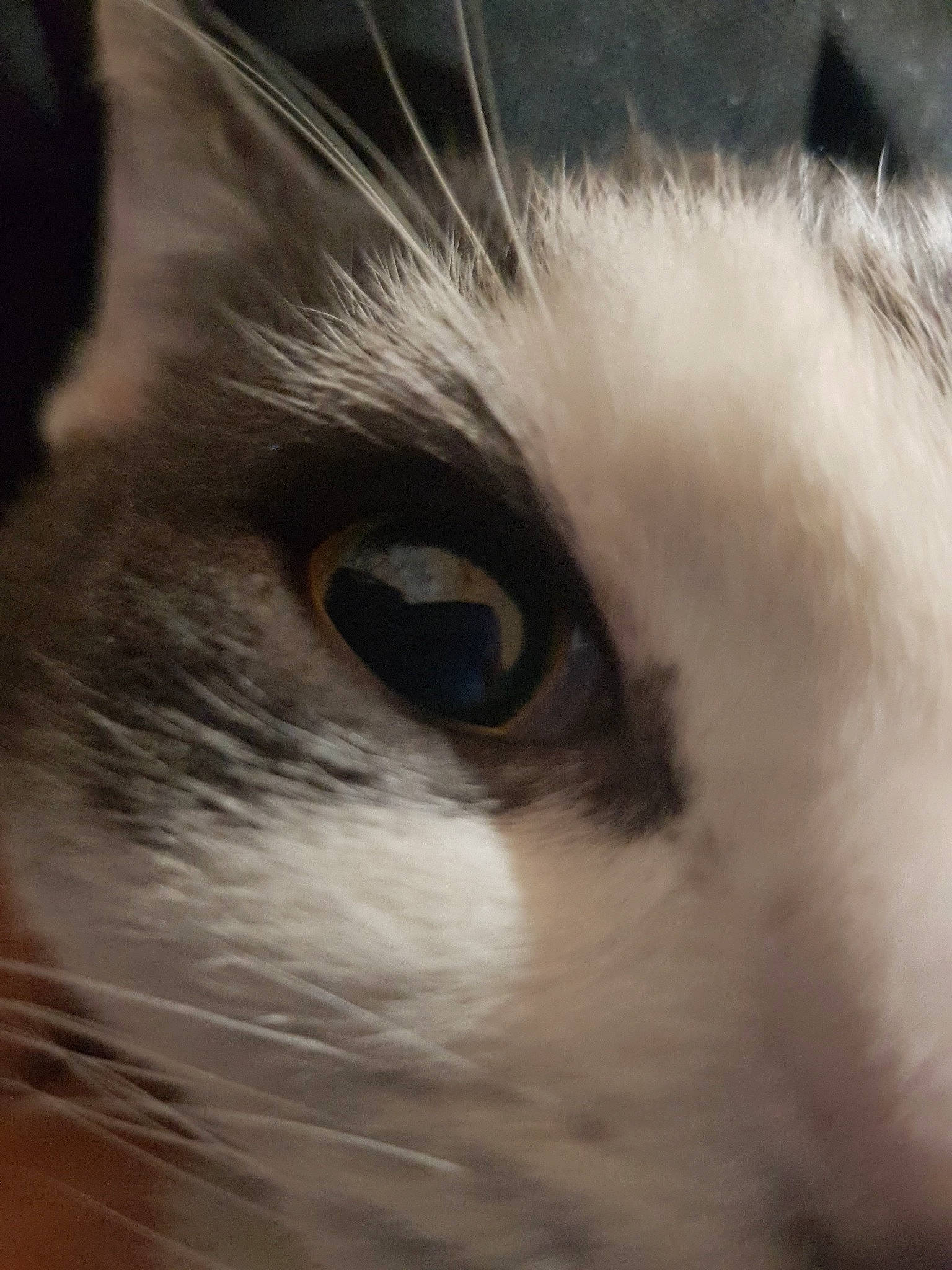 Néo participe au concours pour gagner de l'argent avec cette photo : balinese, carnivore, cat, domestic_short_haired_cat, eye, eyelash, felidae, fur, monochrome, monochrome_photography, paw, small_to_medium_sized_cats, snout, terrestrial_animal, whiskers, wildlife