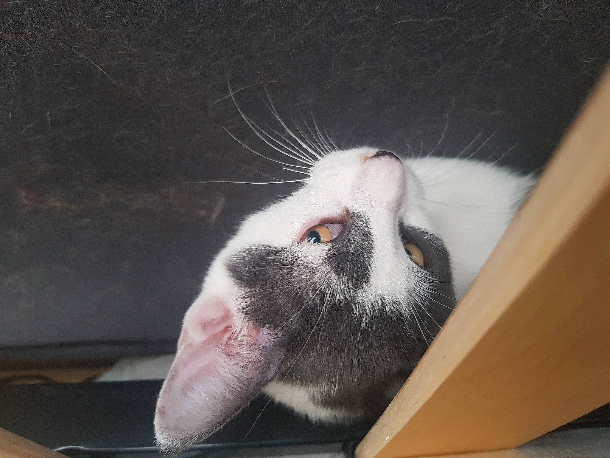 Néo a rejoint le concours — aidez-le/la à gagner de superbes lots ! box, carnivore, cat, cat_supply, claw, comfort, domestic_short_haired_cat, felidae, foot, fur, paw, small_to_medium_sized_cats, snout, tail, whiskers