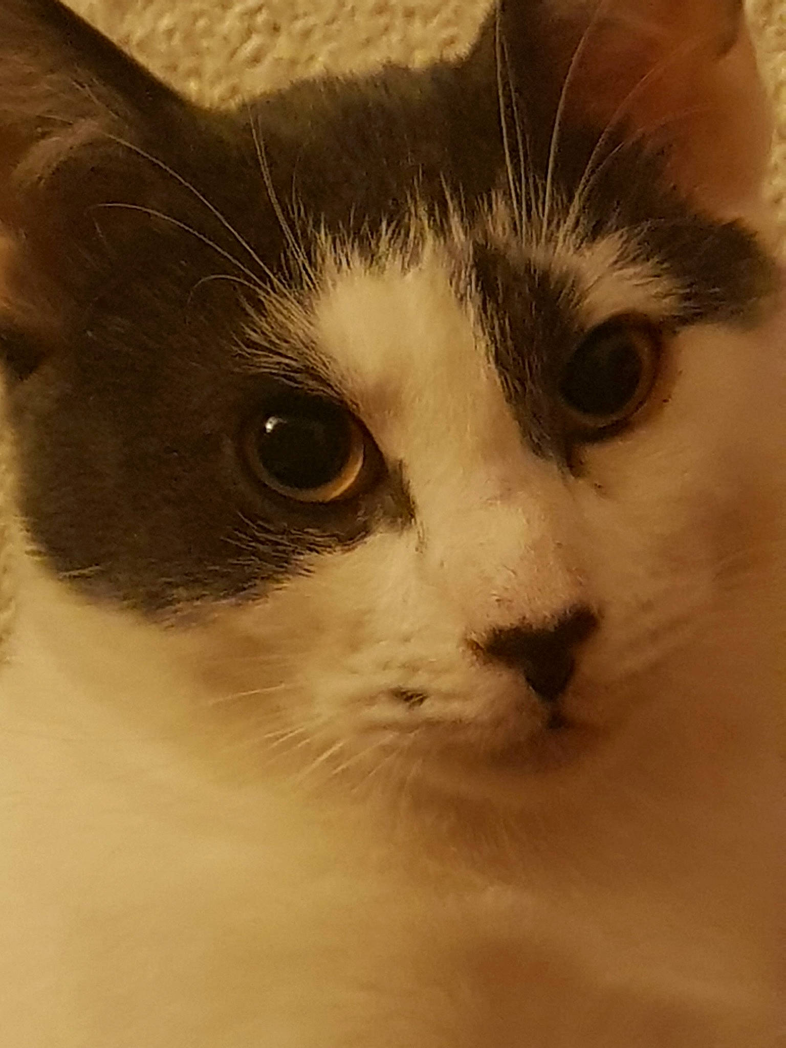 Néo participe au concours pour gagner de l'argent avec cette photo : art, carnivore, cat, close_up, domestic_short_haired_cat, eye, felidae, fur, hair, head, human_body, monochrome_photography, small_to_medium_sized_cats, snout, terrestrial_animal, whiskers, window