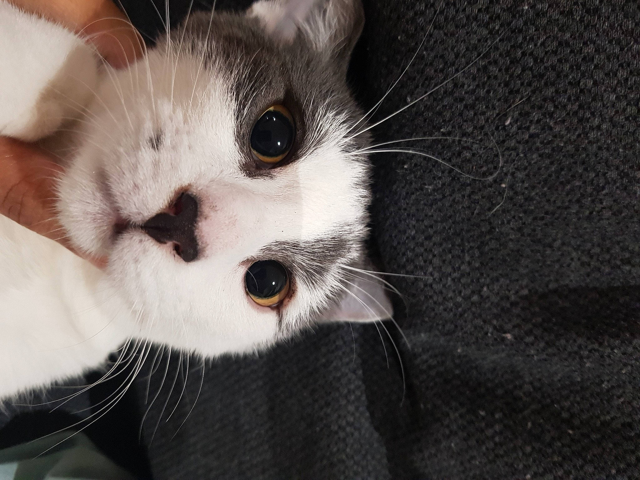 Néo participe au concours pour gagner de l'argent avec cette photo : carnivore, cat, domestic_short_haired_cat, ear, eye, eyelash, felidae, fur, head, iris, monochrome, monochrome_photography, paw, small_to_medium_sized_cats, snout, tail, whiskers