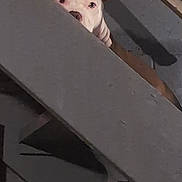 King is registered to the contest to win money with this photo: alone, animal, brown, curious, dog, ears, face, hidden, indoor, looking, peeking, pet, quiet, quiet_moment, shadow, staircase, structure, white, wood, wooden