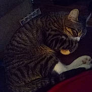 Bootsie is registered to the contest to win money with this photo: cat, tabby, sleeping, curled_up, pet, feline, whiskers, paw, indoor, resting, fur, animal, cozy, domestic, cute, quiet, relaxing, closeup, striped, nap