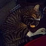 cat, tabby, sleeping, curled_up, pet, feline, whiskers, paw, indoor, resting, fur, animal, cozy, domestic, cute, quiet, relaxing, closeup, striped, nap