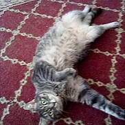 Sissy joined the competition — help win amazing prizes! animal, carpet, cat, curious, domestic_cat, feline, floor, fur, green_eyes, grey, home, indoor, lying_down, patterned_carpet, paw, pet, relaxed, striped, tabby, whiskers