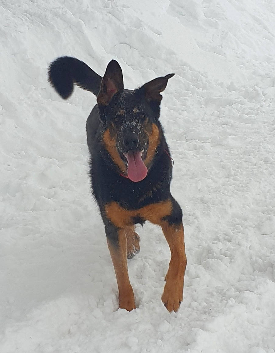 Largo a rejoint le concours — aidez-le/la à gagner de superbes lots ! canidae, carnivore, companion_dog, dobermann, dog, dog_breed, dog_supply, fawn, fur, guard_dog, hunting_dog, prazsky_krysarik, snow, sporting_group, toy_dog, winter, working_dog