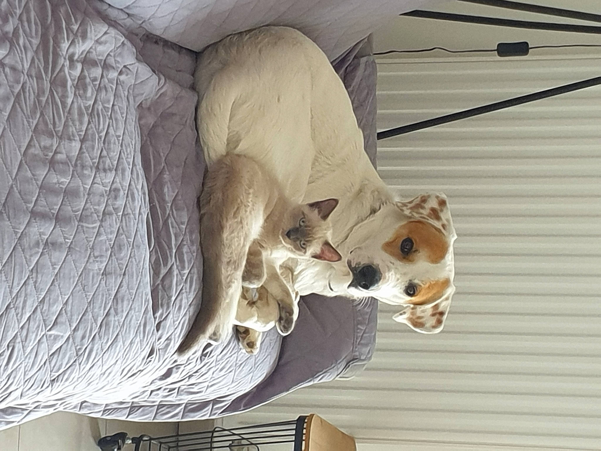 Otzi a rejoint le concours — aidez-le/la à gagner de superbes lots ! art, bone, building, canidae, carnivore, carving, classical_sculpture, companion_dog, dog_breed, fawn, felidae, monument, sculpture, skeleton, sporting_group, statue, tail, visual_arts, wood, working_animal