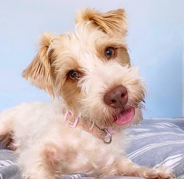 Elsa joined the competition — help win amazing prizes! canidae, carnivore, companion_dog, dog, dog_breed, ear, maltepoo, mammal, nose, puppy, puppy_love, rare_breed_dog, schnoodle, small_terrier, snout, sporting_group, sporting_lucas_terrier, terrier, vertebrate, yorkshire_terrier