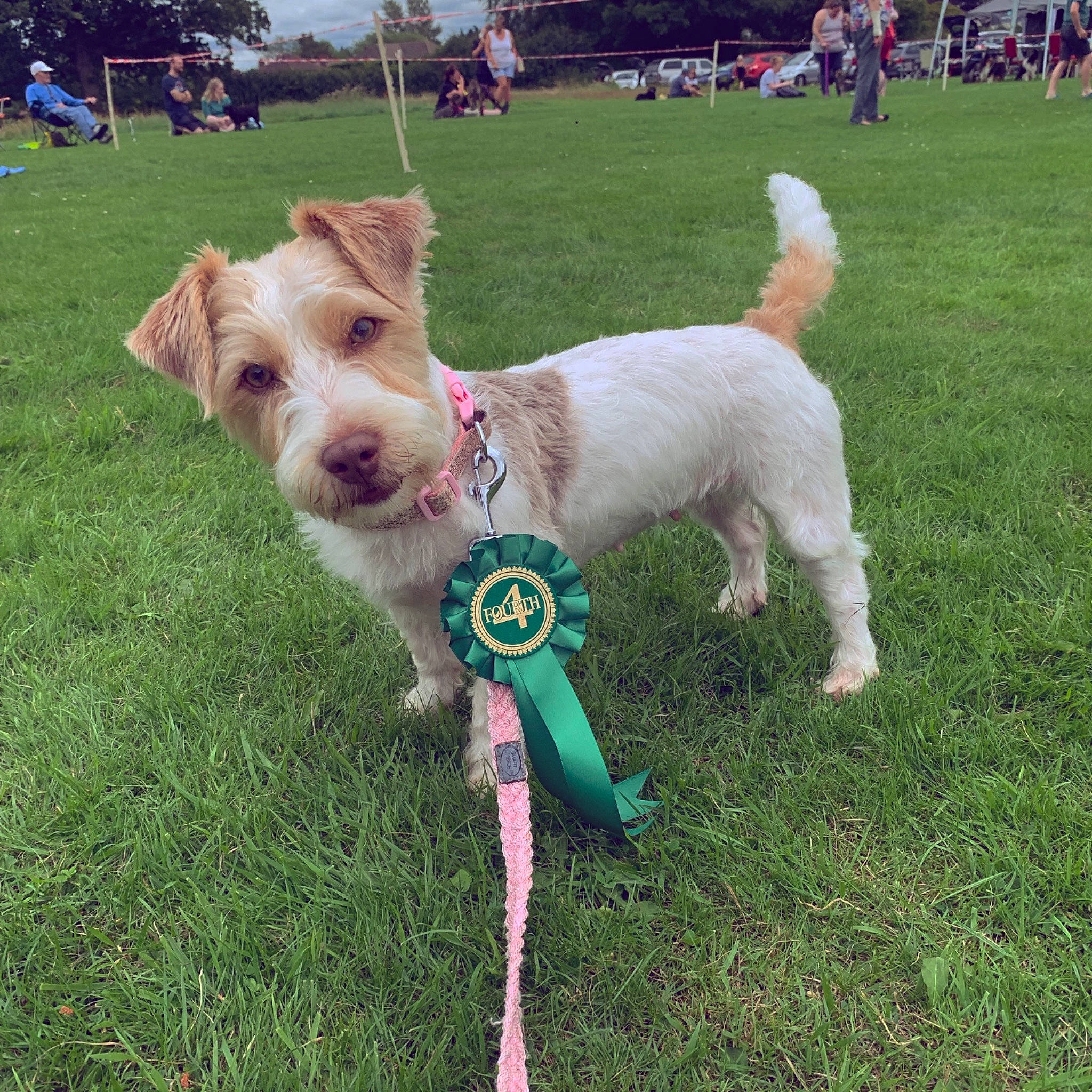 Elsa joined the competition — help win amazing prizes! canidae, carnivore, companion_dog, dog, dog_breed, dog_walking, fashion_accessory, grass, jack_russell_terrier, leash, mammal, parson_russell_terrier, puppy, rare_breed_dog, sporting_group, sporting_lucas_terrier, tail, terrier