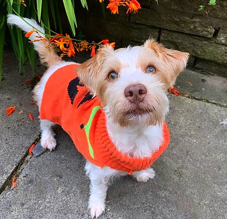 Elsa joined the competition — help win amazing prizes! adventure, cairn_terrier, canidae, carnivore, companion_dog, dog, dog_breed, dog_clothes, dog_walking, fashion_accessory, fur, maltese, puppy, puppy_love, rare_breed_dog, schnoodle, sporting_group, sporting_lucas_terrier, terrier, west_highland_white_terrier