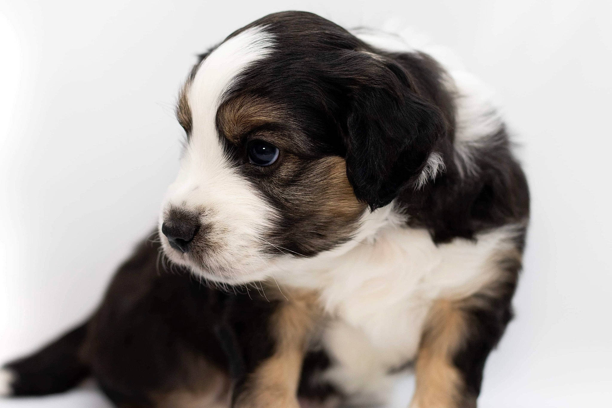 River participe au concours pour gagner de l'argent avec cette photo : australian_shepherd, bernese_mountain_dog, canidae, carnivore, companion_dog, dog, dog_breed, mammal, miniature_australian_shepherd, puppy, puppy_love, rare_breed_dog, snout, sporting_group, vertebrate