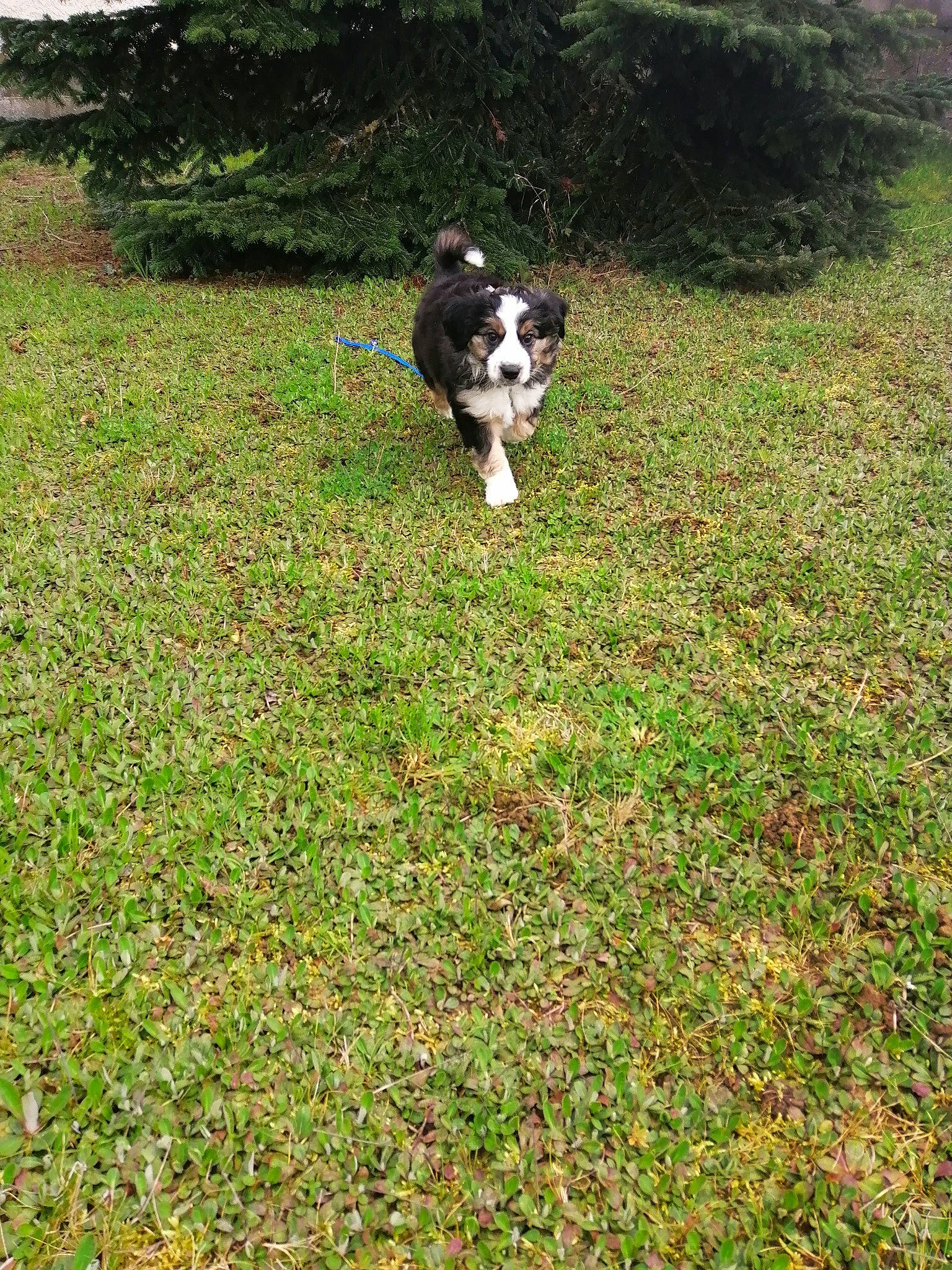 River participe au concours pour gagner de l'argent avec cette photo : australian_shepherd, border_collie, canidae, carnivore, dog, dog_breed, english_shepherd, grass, herding_dog, mammal, sporting_group, stabyhoun, vertebrate, welsh_sheepdog, working_dog