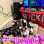 blanket, buckeye_blanket, cables, chew_toy, collar, colorful, dog, dogs, floor, game_controller, living_room, pet_bed, playful, plush_toy, purple_plush, rope_toy, small_dog, television, terrier, video_game_case