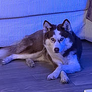 Nova joined the competition — help win amazing prizes! dog, husky, siberian_husky, canine, pet, animal, fluffy, blue_lighting, indoors, floor, couch, resting, lying_down, portrait, ears, paws, black_and_white, brown_fur, home, relaxed
