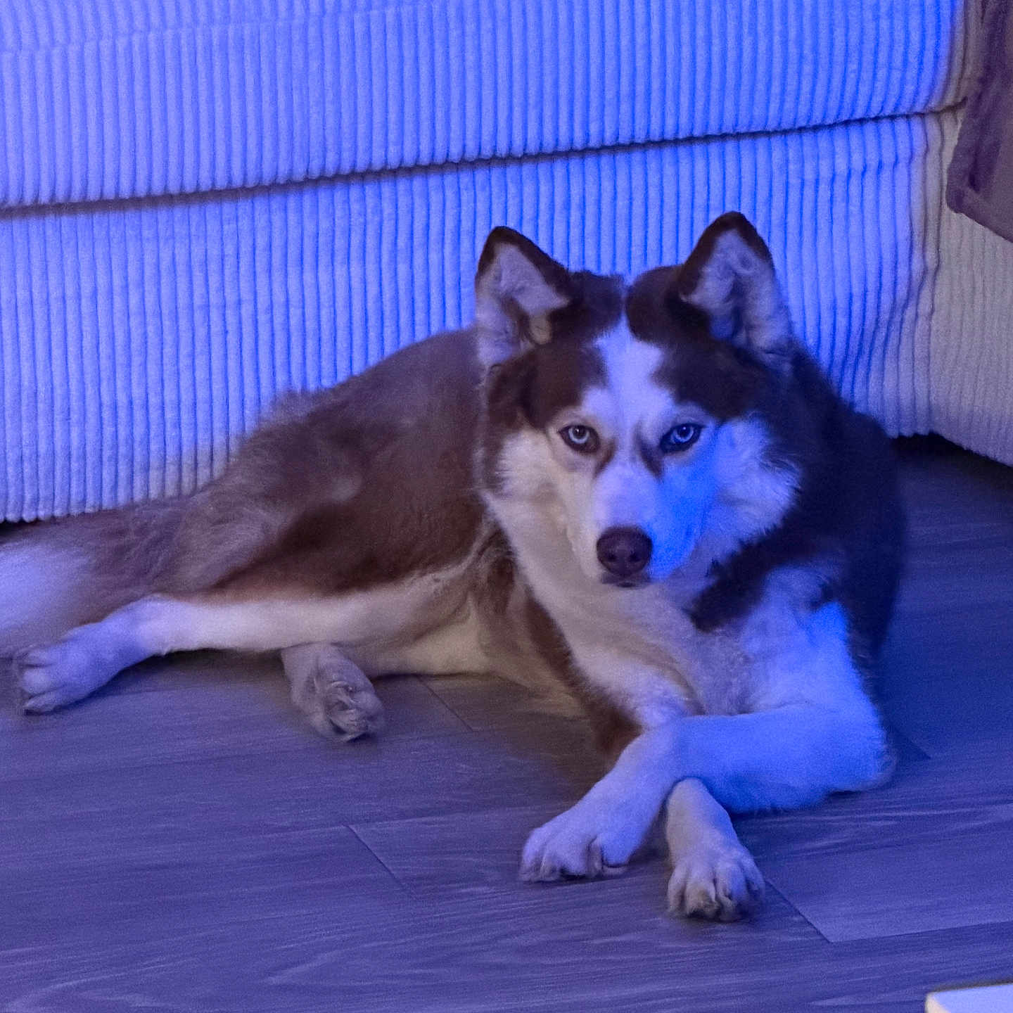 Nova
