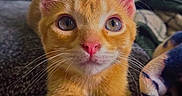 Colby is registered to the contest to win money with this photo: cat, kitten, orange_cat, pet, indoor, blanket, curious, whiskers, paws, fur, closeup, cute, animal, cozy, home, feline, young_cat, portrait, domestic_cat, relaxed