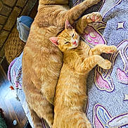 Colby is registered to the contest to win money with this photo: cat, ginger_cat, sleeping, cuddling, blanket, indoor, pet, feline, resting, cozy, animal, cute, fur, tail, ears, relaxed, companion, home, patterned_blanket, brick_wall