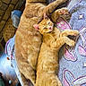 cat, ginger_cat, sleeping, cuddling, blanket, indoor, pet, feline, resting, cozy, animal, cute, fur, tail, ears, relaxed, companion, home, patterned_blanket, brick_wall