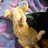 cat, orange_tabby, sleeping, lying_down, paws, blanket, patterned_blanket, sunlight, cozy, relaxed, indoor, pet, feline, fur, animal, resting, cute, soft, warm, companion