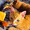 cat, ginger_cat, animal, pet, indoor, blanket, furniture, table, plant, cozy, sleeping, curious, cute, domestic_animal, resting, mammal, whiskers, ears, close_up, relaxing