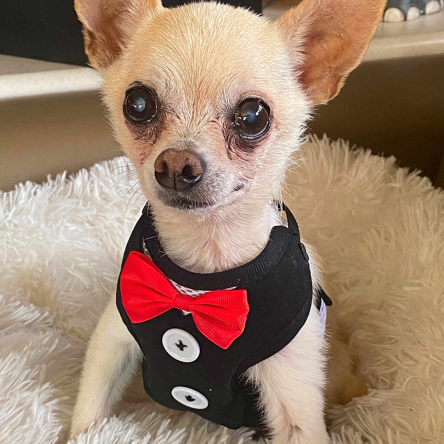 Gomez is registered to the contest to win money with this photo: animal, canine, chihuahua, dog, dogbed, pet, puppy, whitedog