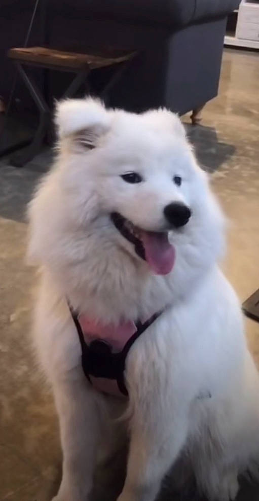 Snow joined the competition — help win amazing prizes! american_eskimo_dog, berger_blanc_suisse, canadian_eskimo_dog, canidae, carnivore, companion_dog, dog, dog_breed, indian_spitz, japanese_spitz, mammal, non_sporting_group, puppy, rare_breed_dog, samoyed, spitz, vertebrate, volpino_italiano