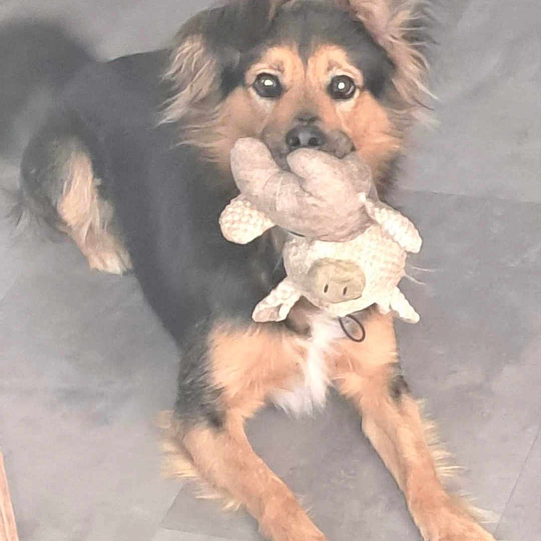 Pépito a rejoint le concours — aidez-le/la à gagner de superbes lots ! animal, ball, canine, chihuahua, cockerspaniel, dog, eskimodog, germanshepherd, goldenretriever, hound, husky, papillon, pet, puppy, snout, sport, tennis, tennisball, terrier, toy