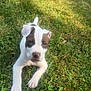 Luna is registered to the contest to win money with this photo: puppy, dog, grass, outdoor, pet, animal, cute, young, white, brown, lawn, sunlight, nature, backyard, relaxed, fur, ears, nose, paws, playful
