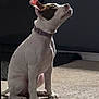 Luna joined the competition — help win amazing prizes! dog, puppy, sitting, indoor, carpet, light, shadow, collar, pet, animal, curious, white, brown, ears, side_view, young, domestic, looking_up, quiet, calm
