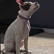Luna joined the competition — help win amazing prizes! dog, puppy, white_dog, brown_patch, sitting, indoor, carpet, collar, pet, looking_up, side_light, animal, canine, young_dog, ears_up, alert, domestic, cute, waiting, soft_light