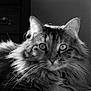 cat, fluffy, long_hair, portrait, animal, pet, indoor, sunlight, black_and_white, whiskers, ears, eyes, feline, closeup, window, shadow, relaxing, domestic_cat, face, fur