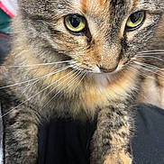 Chiquis is registered to the contest to win money with this photo: cat, close_up, pet, animal, feline, whiskers, paw, green_eyes, fur, tabby, curious, cute, indoor, mammal, domestic_animal, portrait, face, nose, soft, friend