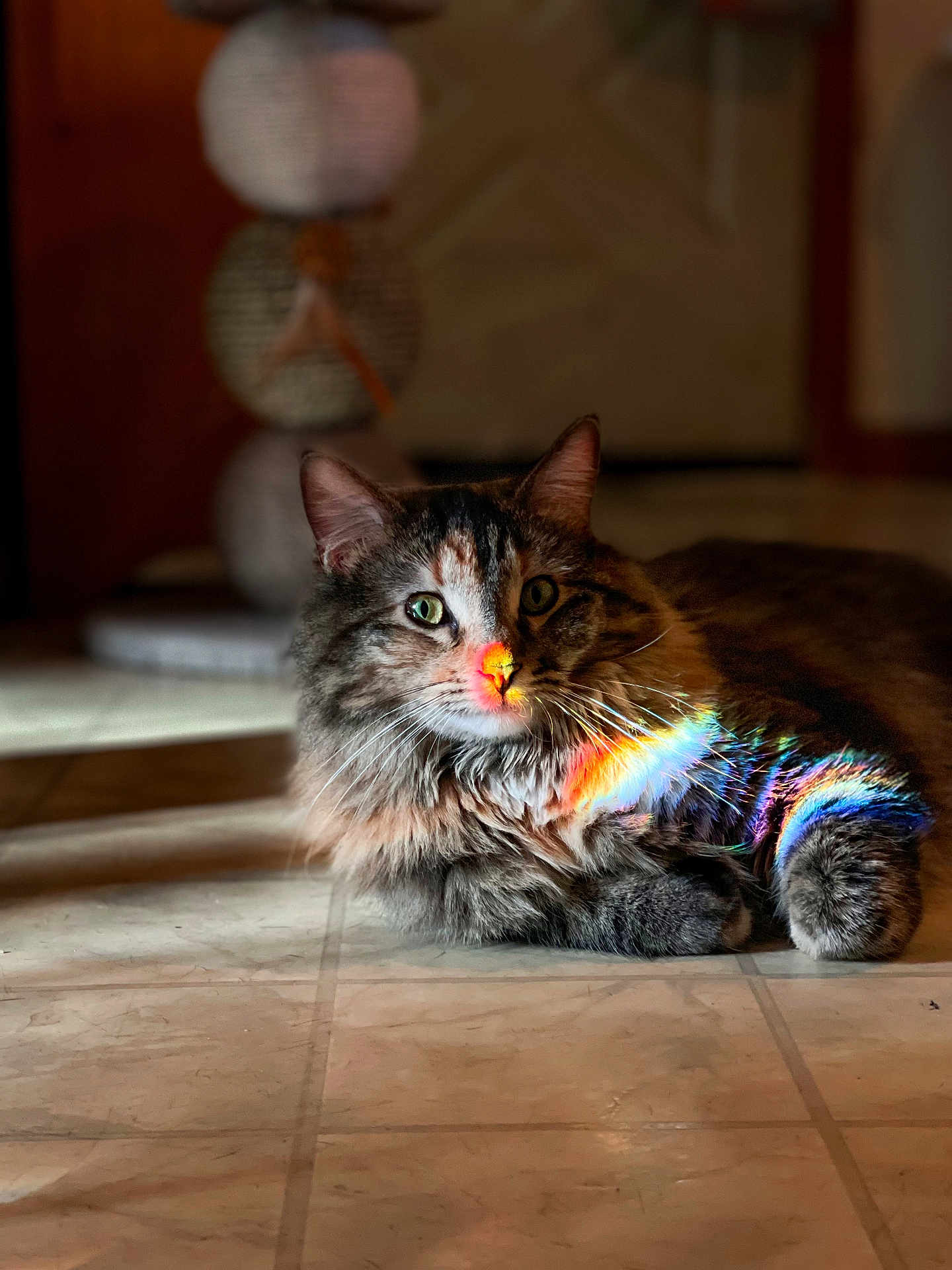 Chiquis is registered to the contest to win money with this photo: cat, feline, pet, indoor, floor, tile, rainbow, light, colorful, fur, whiskers, animal, cute, relaxed, domestic, mammal, portrait, closeup, eyes, shadow