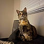 Chiquis is registered to the contest to win money with this photo: cat, feline, pet, indoor, couch, pillow, window, blinds, fur, alert, seated, brown, black, white, tabby, domestic_animal, whiskers, ears, curious, home