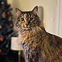 Chiquis joined the competition — help win amazing prizes! cat, feline, fluffy, long_hair, brown_fur, tabby, whiskers, indoors, lamp, blurred_background, wall, decor, domestic_animal, pet, portrait, animal, cute, eyes, face, sitting