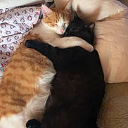 Marty is registered to the contest to win money with this photo: cats, orange_cat, black_cat, cat_cuddle, sleeping, resting, bed, bedroom, pillows, blanket, bedding, cozy, pets, feline, animal, indoor, relaxed, hugging, close_up, photography